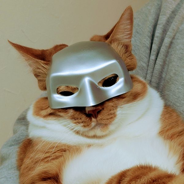 rioさん、ホワイト系だとめっちゃ透けますね😹潮時が分からないです、、(;´Д｀)ﾊｧﾊｧ💫RLMライトブルー⇒新色のSEEDカラー、ブラックナイトスコードカルラライトブルー(長いw)でいま１巡目しました。下地がより出やすいから塗り潰してしまいがちになるところをグッと堪えて後工程の効果を活かそうとする胆力がいりますね💧ネコ氏はゴハンをあげた後はゴキゲンでマスクを被ってくれます😸SEEDっぽいすかね✨笑（4枚目）