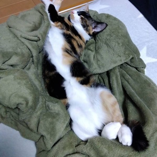 スクラッチ継続中です☺️こんな感じで接続、まだまだスクラッチは続きます💦…しかし最初の頃に作った(スクラッチ)ものってちゃんと全体の設計してないのが悪いんですが、このくらいのタイミングであれ？合わないじゃん😫て、なるんですよねw作り直し…プラ板の消費増える…また買ってこなきゃ😑そんな私とは関係なしにニャンコはくつろいでました😸（5枚目）