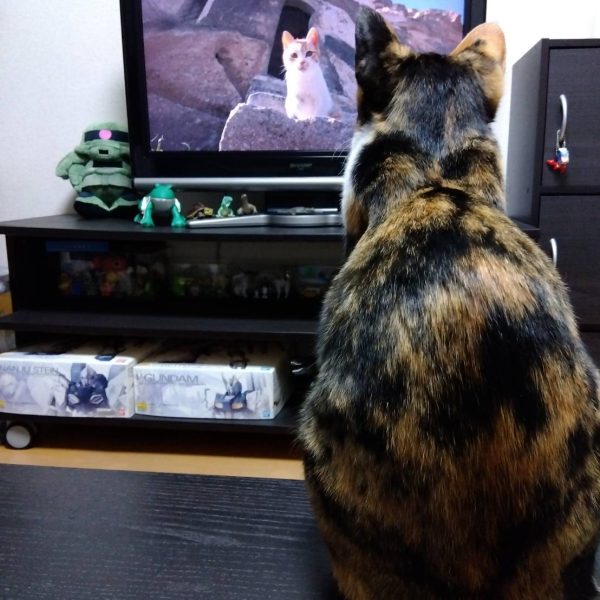 年末年始というものは…どうしてこう忙しいんですかね😑ようやく触る時間が出来たのでバックパックの続きを画像②の30MMアルト陸戦型のパーツで作ったバックパックのパーツ、膝関節の可動を利用して工作。右上画像のように可動します。この内部にネオジムを仕込み、７ミリプラパイプに同じくネオジムを仕込み、左下画像のように組み合わせます☺️装着すると画像③から画像④、画像⑤のように展開！超尺キャノンはやはりロマンですね😆そんな忙しい年末を過ごす私の仕事中に、我が家のニャンコはテレビでやっていた岩合光昭の世界猫歩きを観ていたそうです😸お腹まんまるだなぁ😅&nbsp;（6枚目）