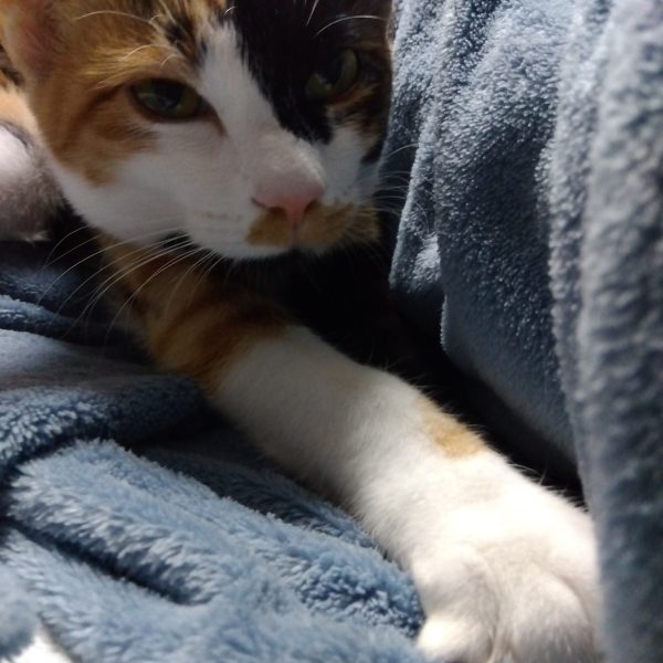 前回の画像と変わり映えしませんが、前回制作したパーツに手を加えて形状変更😁　グフフライトカスタムのパーツの形状に合わせて凹んだ形にスクラッチ💦何気にこれ大変でしたwもちろん塗装しやすいように外せるようにしてあります😆同時に内側の構造体も制作！どういった機能が…とかはなんとなくでwそんなスクラッチを頑張ってる私の後ろでは、ニャンコが一生懸命フミフミしてました😸（5枚目）