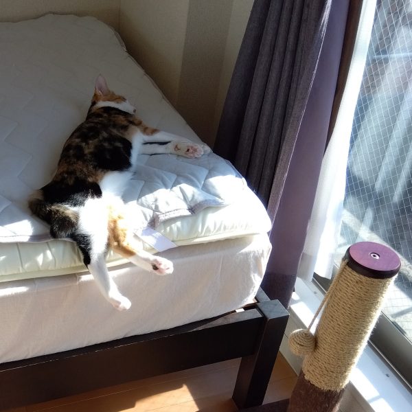 珍しく連日投稿w今日はバックパックの制作に取り掛かりました☺️30MMアルト陸戦型の胴体・腕・脚を組み合わせてバックパックにします！試しに装着して…あれ？リアのデカいパーツないほうが良い…😵？想定してないですけどどこか高機動型みたいでこれはこれで良いなと思ってしまった(笑)まぁいつか機会があればw今日のニャンコはなんだか静かだなぁと思ったら落ちてました😸天気良かったからなぁw（4枚目）