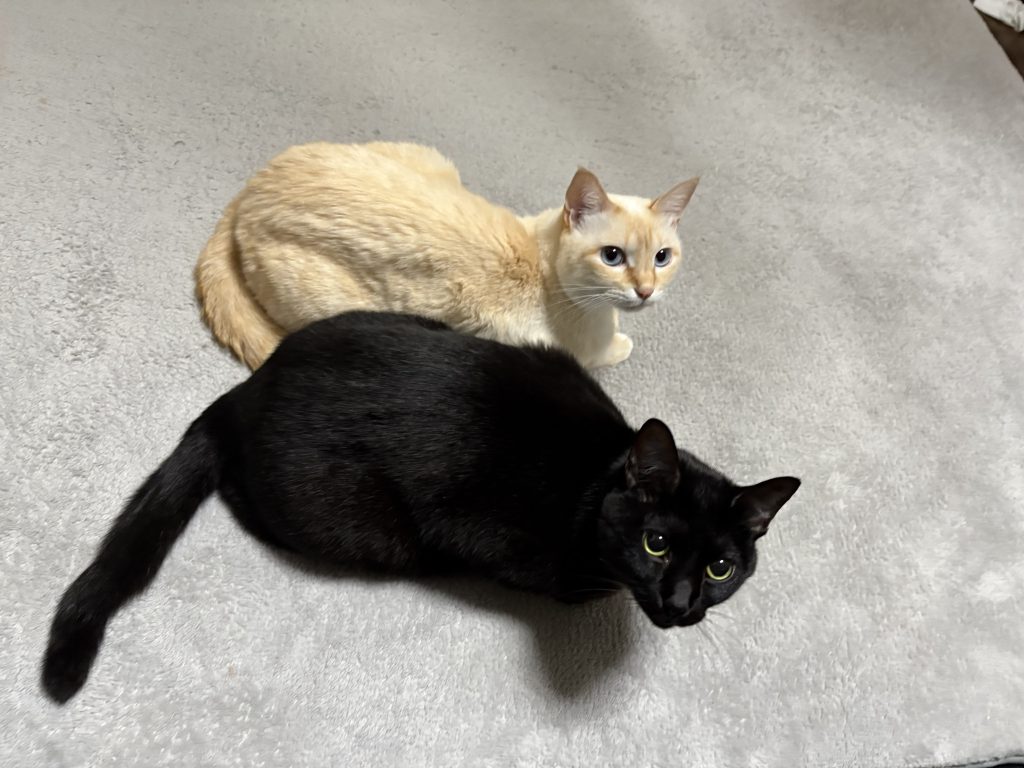 エンブレムの元ネタ、我が家の愛猫です。あまりに可愛いので黒猫エンブレムにしてみました。マスキングテープにマジックで絵を描き、デザインナイフでくり抜いて塗装しました。なかなか上手くいきました。