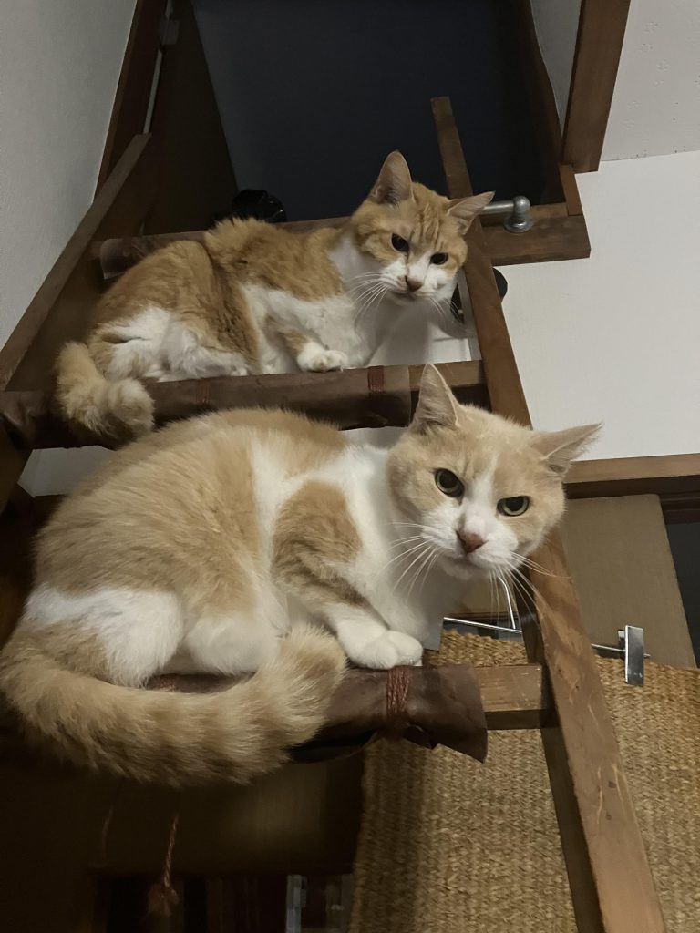 今年も、たくさんにいいねにコメントありがとうございましたm(_ _)m残すところ、あとわずかですが紅白戦楽しんでいきましょい╰(*´︶`*)╯皆さん、よいお年をお迎えください♪(*^^)o∀*∀o(^^*)♪