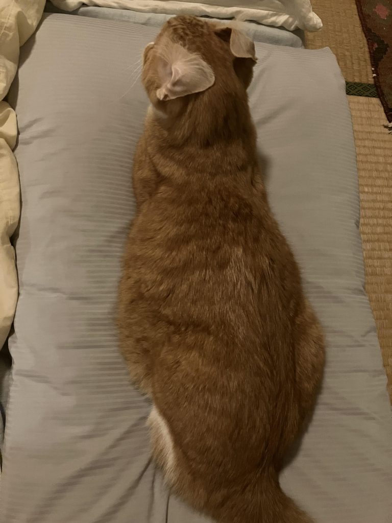 最後まで読んで頂きありがとうございましたm(_ _)mあと、もう一作上げる予定です٩( 'ω' )و