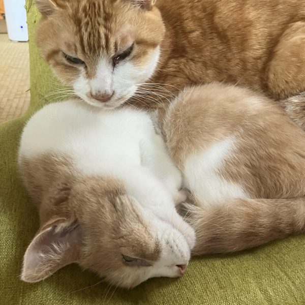 「し、シャ◯。ザクには素手を耐える力は無い。気の毒だが・・・。」&nbsp;うーむ🤔紅白戦に間に合わないのは、この拳🤛のせいだな○´・ω・)(・ω・｀○　ｳﾝｳﾝ笑ニャンコと一緒に現実逃避ーε=ε=ε=ε=ε=ε=┌(;￣◇￣)┘（2枚目）