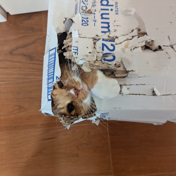 食っちゃ寝を繰り返し、英気を養いましたので次作のパーツをわが家の神棚へご奉納。ネコ皇王殿下、皇太子殿下に拝礼を済ませつつ、起工式、つつがなく執り行いました😸ちょいちょいミキシングしてと思いましたが、圧倒的なスタイルの違いΣ(ﾟ∀ﾟﾉ)ﾉｷｬｰｯ❗️胴長短足…日本古来の体型、伝統を受け継いでおりますね(zaku-kao8)✨旧キットのままで新年参ります(｀･ω･´)ゞ基地も機体も灰色まみれ✨何かを挿していかんとなぁと考えながらまずは合わせ目処理・ヤスリがけから静かな正月を過ごしておりますヽ(´ｴ`)ﾉネコ氏が考案した、攻防一体のヤドカリ殺法✨ドヤ顔してますが……うん、隙だらけだぞと言いたい(zaku-kao8)笑（3枚目）