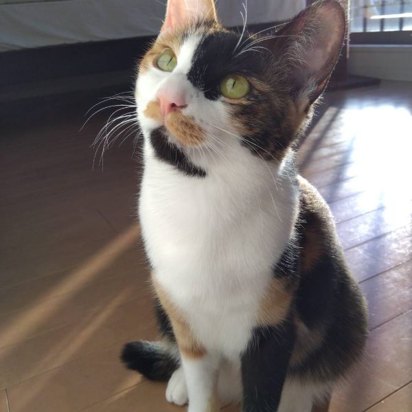 GUNSTAの皆様、今年も宜しくお願いいたします😌昨年は結局ひとつも完成させられなかったので、今年はしっかりと完成まで進めていきたいと思います💦年明けすぐから仕事だったのであまり進んでませんが、前回のバックパックパーツに新たな部位をスクラッチ！なんとなく全体の形をシュツルムディアスのバインダーみたいな感じをイメージしてみました😁しかし…本体のディテールも難しいのに武器のディテールってほんと難しいですね😵考えてるだけで時間が過ぎ去っていく…最後にうちのニャンコからも皆様に新年のご挨拶を申し上げます😸（4枚目）