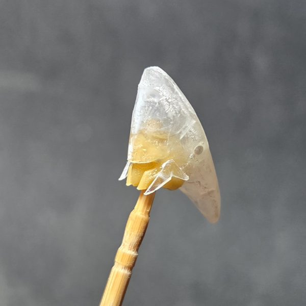 頭制作中です。それなりになってきた…?他の所も少しずつ加工中です。やっぱり、手を出してしまった…終わらね～でも楽しいからヨシ!（3枚目）