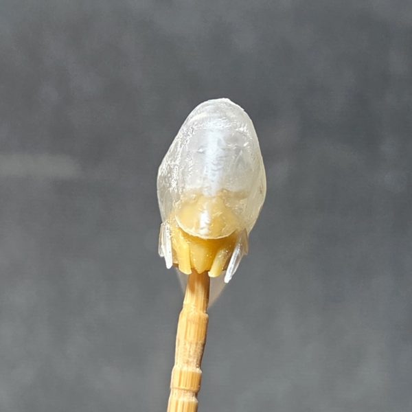 頭制作中です。それなりになってきた…?他の所も少しずつ加工中です。やっぱり、手を出してしまった…終わらね～でも楽しいからヨシ!（2枚目）