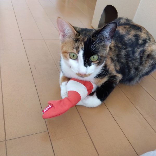 大まかな工作は済んだので、徐々にディテールアップ進めております☺️スジボリは苦手なのでオールプラ板貼り付けによるディテールアップです😁💦どんな風にするか考えるのは大変ですけど、段々と形になってくるとテンション上がってきますね😆そうなると止めどきを見失うんですが(笑)今日のニャンコは海老と格闘してました😸（5枚目）