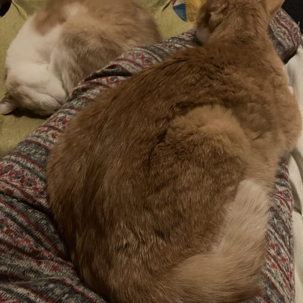 オリジンザク進捗٩( ᐛ )و一度あったことは二度ある⁈プラ板貼り、復活のスーです　笑&nbsp;さすがに2回目なので貼るスピードが上がったような？グレイズでのプラ貼りは後半、同じ厚みのプラ板を貼ってしまって、メリハリがなくなったので今回は厚みに変化を持たせてみました☺️&nbsp;明日で休み終わりって、年明けてから何か速くないですか？（4枚目）