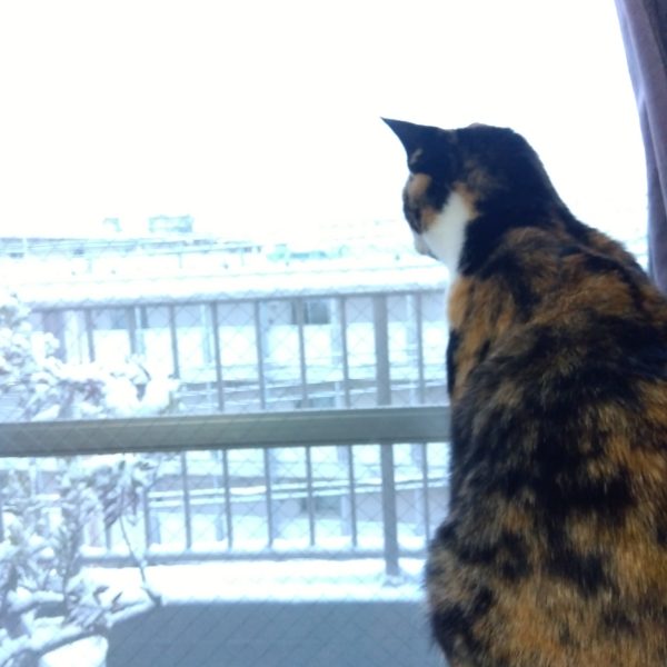 スカート周りのディテールアップは大体こんな感じですかね☺️これだけ見ると我ながらまったくドムを作ってるとは思えませんね(笑)画像④は皆大好きスカート裏のロマン(zaku-kao6)なんだかひっくり返したカブトガニに見えるのは気の所為だろうか…おまけ画像は初めての雪に興味津々のニャンコです😸（5枚目）