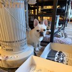 超音波洗浄機でパーツ洗浄機この洗浄機は素晴らしいぞ!乾燥機がないのでストーブのそ[…]