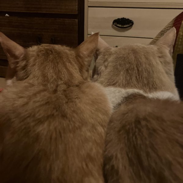 GQザク、製作開始٩( 'ω' )وパチ組みしてからのザクぽくしたい所に手を加えていきました(ザクなのにザクぽくとは　🤣)ショルダーのスパイク変更、シールド延長胴体の動力パイプは一本にしてバックパックをザクⅡのものかに頭部もザクⅡに変更小顔過ぎるんですよねーGQのはσ(^_^;)&nbsp;次は足廻りをやっていく予定&nbsp;（6枚目）