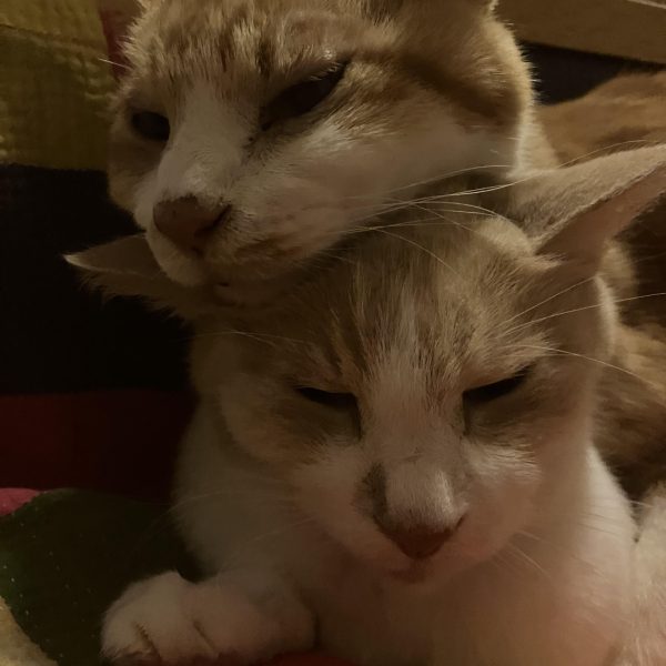 みんなガンプラじゃないの？他人行儀はよしてもっとザクにおいでよショルダーが当たるくらいにね笑&nbsp;&nbsp;GQザク、進捗٩( 'ω' )و前回、頭部をFZから持ってきましたがフリッツヘルムも似合うのでは？と変えてみたらおぉ〜しっくりくるー(´∀｀)となったので、更にジャンク袋からFZのショルダーを発見💡コレは付け替えるしかない！と&nbsp;腰周りはバーニヤーをオミットして、リアにこれまたジャンクから見つけたザクⅡのフロントアーマーを付けました小さくて接地性が悪い足も、たぶん？グリモアのスリッパを履かせて大きくしてみました&nbsp;ニャンコが2段重になりました　🤣&nbsp;（7枚目）