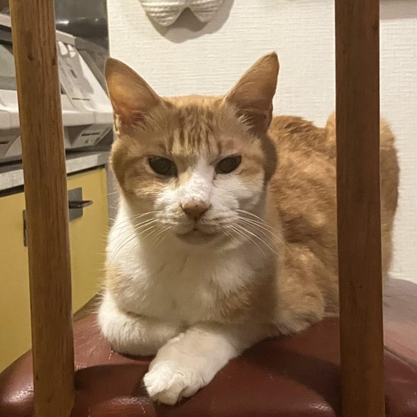 ザク三段活用、ガンダム共通一次に出るから忘れないように　 &nbsp;(*・ω・)／&nbsp;はい、GQザク進捗٩( 'ω' )و足廻り終わりましたキットの脛アーマーをひっくり返したら、あら不思議　笑足首周りにボリュームが出て良い感じに(zaku-kao2)ふくらはぎにはFZのスネアーマーを付けてジャンクやらディテールアップをつけて、それらしく？その代わりにガスタンク裏のバーニヤーはオミットして、スッキリ(zaku-kao6)コレで、やっと塗装に入っていけますカラーはノーマルザクⅡで行こうかと考えてます☺️（6枚目）