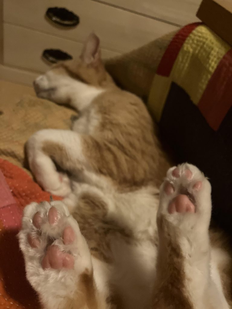 最後まで、ご覧いただきありがとうございましたm(_ _)m