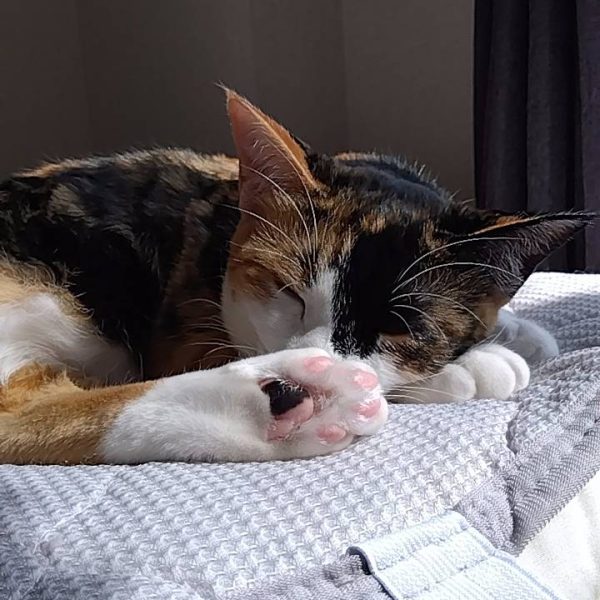 骨折しました(笑)仕事中足が滑り倒れた時についた右手の人差し指をやっちゃいました😅幸い左利きなので日常生活には問題なく、ガンプラも普通に出来たので制作続行ですwディテールアップを進めつつ、めんど…どうしようか考えていた足裏部分の工作を進めました😆もうこの制作記も29回目ですが、その2・3辺りでやっていた足裏のくり抜きとフレア内部の切り取り箇所です😁足裏のくり抜き箇所に、30MMアルト陸戦仕様のキャタピラにちょっと手を加えてはめ込み、フレア内部の切り取り箇所の再建です!もう改造序盤も序盤に勢いでくり抜いた箇所だったので、なんとか上手く工作出来て一安心です😅(7枚目)