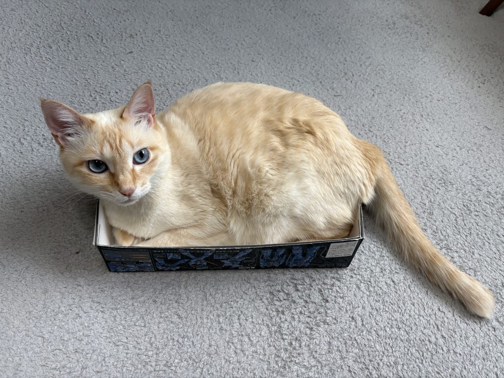 蛇足ですが、我が家のガンプラ箱好きの猫(小雪さん)です。箱壊さないでね(*´ω`*)