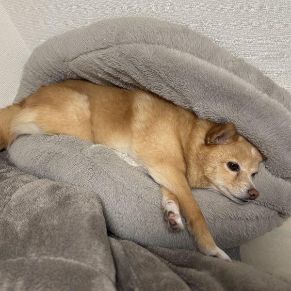 仕事が忙しくてなかなか進みが遅いですが、あと一部ちょいちょい塗ったら基本塗装完了。デカール、トップコート、スミ入れ、トップコート、ウェザリングの工程に入れそうです。完成は来週末かなぁ…。うちの愛犬、ポメシバでござい。めんこい娘じゃ…ちなみに塗装中は部屋は出禁。最近は慣れてきて臭いから入ってこない。（3枚目）