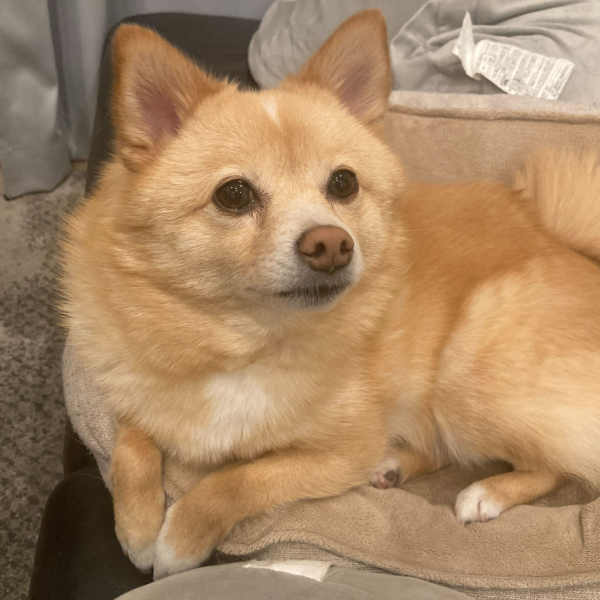 仕事が忙しくてなかなか進みが遅いですが、あと一部ちょいちょい塗ったら基本塗装完了。デカール、トップコート、スミ入れ、トップコート、ウェザリングの工程に入れそうです。完成は来週末かなぁ…。うちの愛犬、ポメシバでござい。めんこい娘じゃ…ちなみに塗装中は部屋は出禁。最近は慣れてきて臭いから入ってこない。（2枚目）