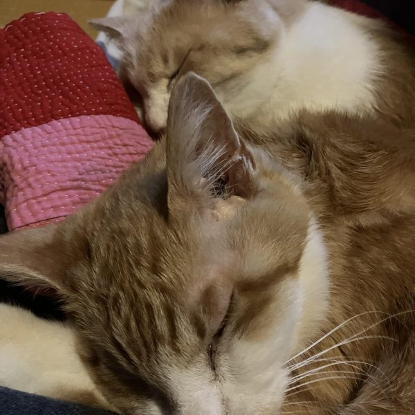 ジムMSD、製作開始٩( ᐛ )وヨイショ&nbsp;前回のGQザクで、そのデカールは？との問いがあったので載せておきますこちらはマシーネンクリーガーのフィギュアセット付属デカールになりますフィギュアに着けるわけでないのに、こんなに潤沢にデカールが付いてる事に驚きます(zaku-kao2)デカール類はジッパー袋に入れて鳩サブレーの缶に保管してます　笑（5枚目）