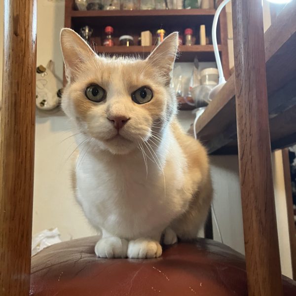 MSDジム、進捗٩( ᐛ )و&nbsp;ガン◯ッド製作〜　(もう前回ので何をやろうとしているかはバレバレですよね　笑)休みの日はゆっくり寝過ぎて、塗装まで行こうと思っていたけど武装作って終わってしまった(￣▽￣;)次からは塗装に入ります_🖌️(･_･&nbsp;製作中のお供はマク◯スですよ♪( ´θ｀)&nbsp;&nbsp;（4枚目）