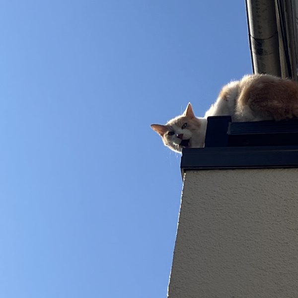 MSDジム進捗٩( ᐛ )و 塗装に入りましたと言ってもベースを塗っただけですが( ̄▽ ̄;)最近は下地塗りをしないで直塗りだったので写真で写すと胴体の赤が薄っすらと透けて見えますね肉眼ではあまり分からないのですがスマホは透過した色を拾いやすいような ガンプラとは関係ありませんが東京、新潟圏内JRでガンダムスタンプラリーが開催されてます貰えるのがデジタルスタンプって何か味気ないなぁ〜と思うのはオッさん的感性なんですかねσ(^_^;)しかも描き下ろしとか言って、JRの制服着たキャラが並んだだけって‥行く距離を考えたらガッカリ感ないのかな?ちなみに昔、ガンダムスタンプラリーがあった時、最寄り駅はワッケインでした渋いチョイスだったな☺️ (5枚目)