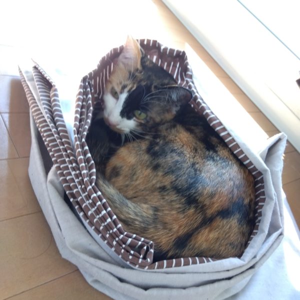 ここのところ忙しくてなかなかガンプラを触る時間が持てませんが、ぼちぼち塗装再開しております☺️まずは１年近く寝かせた陸高ザクから(zaku-kao5)下地のサフとスプレーは吹いてあったのでメインカラーになる青色をいつものアサヒペンカラーパレットで塗り塗り…_φ(･_･買ったことを少し忘れていましたが、このGUNSTAでどなただったかな〜😅教えてもらったMr.HOBBYのスミ入れ筆ペン凄い使えてビックリです！これは間違いなくオススメ(zaku-kao2)あと以前にも紹介したマイクロセラブレードもちょっとはみ出したところをカリカリ…_φ(･_･で、削り落とせるのでこちらも便利ですね☺️天気が良くてニャンコもこんなになってましたがw風が強いので追加のスプレーはおあずけです…（3枚目）