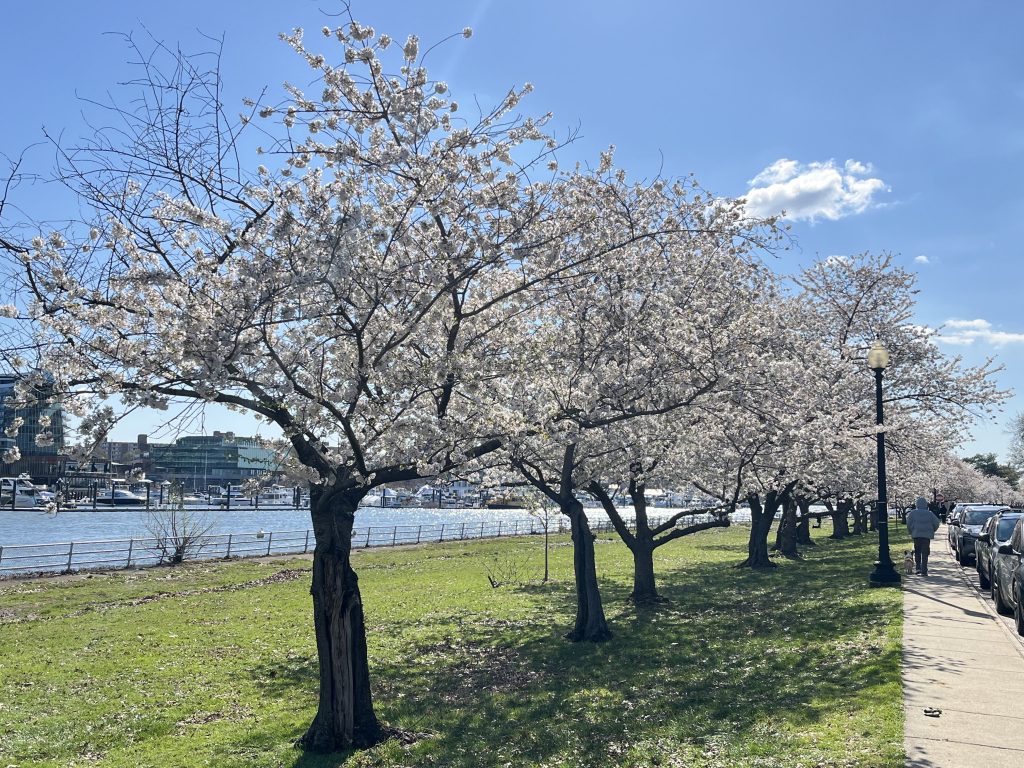 約束の花見の写真です。主によしの桜ですが、風が吹くと花びらが街に舞うのはとても感動です。場所はアメリカの首都Washington DC です。姉さんでは車で二時間の旅ですが、私のほうは4日かかりました(毎日4-5時間の程度です) 。(gundam-kao5)