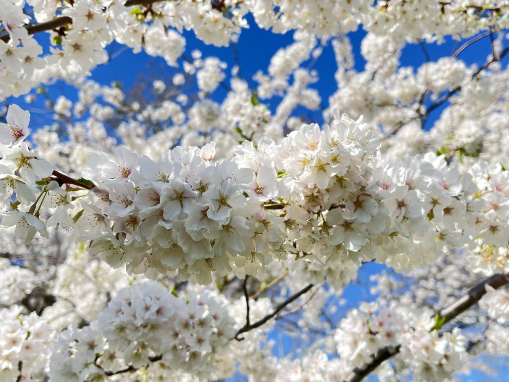 素敵ですね桜は、特に大切な人と花見します。子ども頃からずっといろいろを教えてくれて大変お世話になりました。ただひとりの姉さんをいつも尊敬しています。