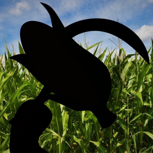 Scorn of the corn