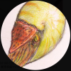Valquasard
