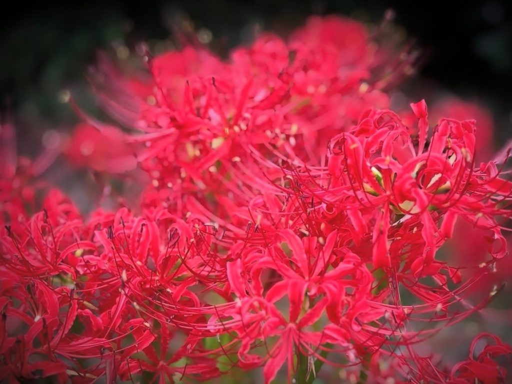 去年写した彼岸花も載せておきます☺️花写真写すの好きなんですよ！