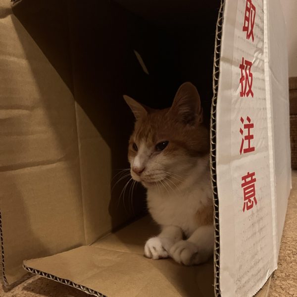 ガルスＪ、進捗٩( ᐛ )و&nbsp;制作時、組んだり外したり、たまにブンドドさたり　笑そうして知らず知らずのうちに腰の接続部分がいきました(´Д` )GQザクの時もそうなんですが、どうもプラ接続の関節は妙に硬かったり、緩んだりプラが捻れている感じと関節が動いてる感触が近いのも、よくないような……&nbsp;腰は軸を付け替えて、フロントアーマーをリアと入れ替えバックパックにプロぺタンク付けました&nbsp;プラ関節、取り扱い注意⚠️です😤&nbsp;（5枚目）