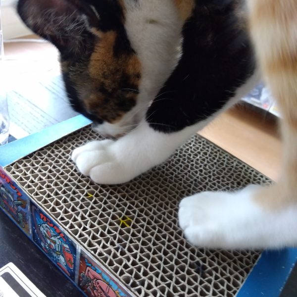 コレが本当の…