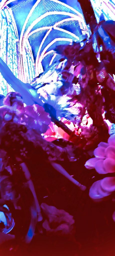 🌹Rose キュベレイ Rose❁–8枚目/制作者：革命戦士3so4rukomori