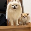 シマン