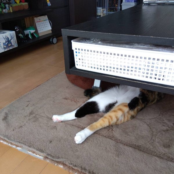 先日…掃除機を買いに家電量販店に行ったんですよ。あれやこれや説明を聞いて買うものを決め、会計やら配送・下取りとかの手続きをしたあとに、こんなキャンペーンやらこんな特典やらの案内をされた際に電気屋のスタッフ３人にも驚かれたのですが、我が家にはネット回線もWi-Fiもありません…「お使いのスマホとネット回線を…え？ネット回線がない？💦」「無料でウォータサーバーを…え？ペットボトルで購入してる？💦」家でとくにパソコンとか使いませんし(職場にあるもので事足りる)、動画とか観ませんし(職場のWi-Fiで休憩中にYouTube観るくらい)、水道水飲まないし(田舎育ちで都会の水飲めないのと炭酸水好きなので買ってる)ので、オリジナルデカールをデザインとかそんな高尚なことは出来ません(zaku-kao5)騎士の盾に描いてある紋章みたいなデカール欲しいな〜と既存のジオンマークを切ったり貼ったりでなんちゃってエンブレムをでっち上げましたwそんな私が作業してるテーブルの下では何やら事件が起きていたのだろうか…（2枚目）