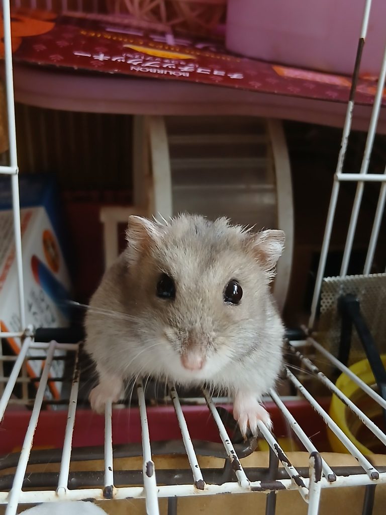 ハムスターは元気です🐹
