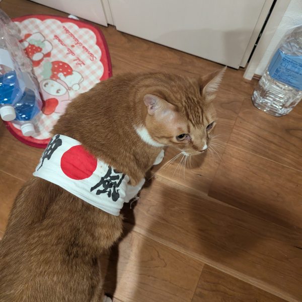 腕、脚回りは仕上がってきました✨２枚目のシルバーの上から、モンザレッドをドライブラシしました。３枚目の写真のように、１滴塗料をすくって毛量の多い筆につけて、カスカスに塗料をペーパーに落としてから、こすりつけていきます🐾4〜5回やると毛先が塗料で太ってきますので、うすめ液でリセットしてあげてください🙏めっちゃやり易いので、ぜひお試しください✨ベースは白でもシルバーでもいいと思います。中々乗らなかったので、２巡したのが４枚目です。５枚目はシールド左がエナメル塗料のダークブラウンをシャバシャバ濃度を塗って、表面がマットに乾いて来た半乾きの時です。右はエナメルうすめ液をペーパーにつけて拭き取った時です🐾この工程をするとスミが入り、全体的に色彩がこなれて、焦茶も入りハクがつく感じがします笑そして凹凸部分、光の当たるあたりに下地のシルバーより明るいシルバーをまたドライブラシしたのが１枚目です。ここで同系色の明色をグラデーションして入れて行くのが@okkiさん手法だと思いますが、私にはむずかしく今回は鉄鉄しい仕上げで参りたいと思います(｀･ω･´)ゞ💧まだアーティファクトのギラ・ドーガ２機とジェガン１機、それにHGリ・ガズィとデカブツジオラマが待ち構えております。。。ネコ氏がハチマキ巻いて励ましてくれてます🤣酷い夏になりそうです笑（6枚目）