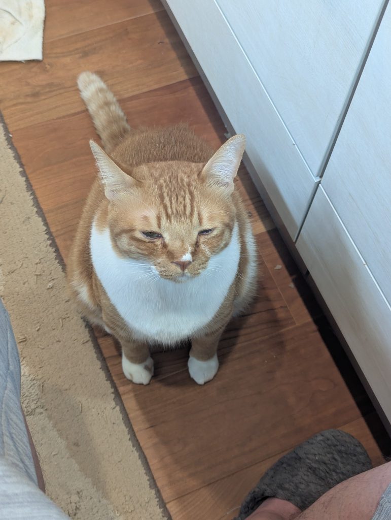 寸劇はええから、はよメシにしろはよっ！って時のしょっぱい顔です🐾