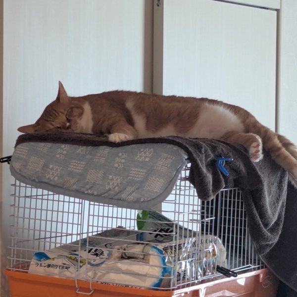 逆襲のシャアで1カット出てくる鉄骨構造体の組立をしております(`・ω・´)ゞエヴァーグリーンのH鋼、C鋼を接着。グニャグニャしてますのでマスキングや治具で固定。だんだん剛性が出て来てガッシリしてきました😸もう一つはデカブツジオラマの骨材、スチロールブロックをスチロールカッターでカッティング✨充電式が欲しかったんですが到着まで一ヶ月掛かるのでカイ◯ンズ電池式です。カッターだとめちゃくちゃ切りカスが出て掃除が大変でしたが、これはいいモノだ(*´艸`*)✨※ニャンコ氏は熱中症ではありません。いつものまんぷく後の昼寝です笑(5枚目)