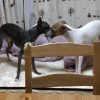 うちの犬は超早起き