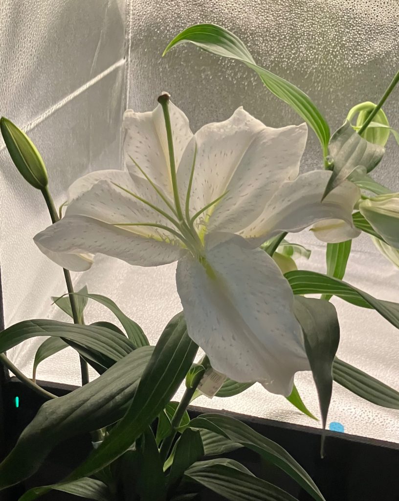 一人暮らしで普段花なんて買うことがないのですがいざ買ってみるとお部屋に彩りが出来ていいですね。もう少しで最盛期のようなので良ければ皆様もいかがでしょうか。願わくばハサウェイが盛り上がっている今だからこそ、ぜひその後の世界であるF91という作品に少しでもふれていただけますと幸いです。(変わってると言われるかもしれませんが作者が1番好きなガンダム作品はF91です。)ご閲覧いただき、ありがとうございました！