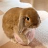 らげらげ
