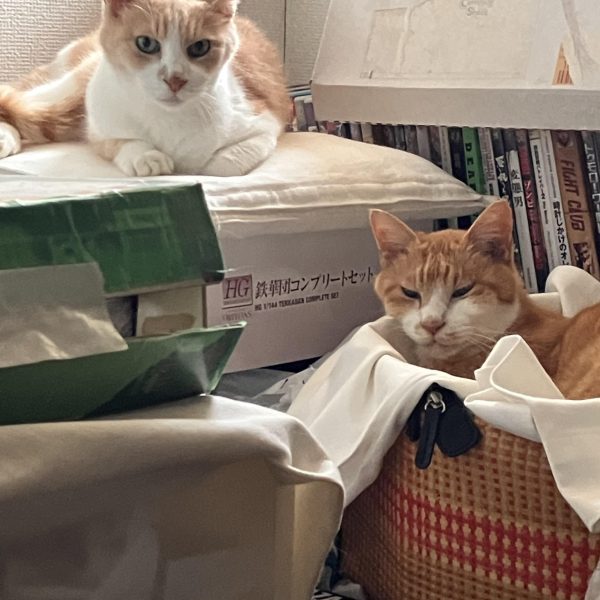 ふふふ、私だよ(｀・ω・´)知らんわ!!( `д´⊂彡☆))Д´)･∵.&nbsp;ジャンクを漁りながらヘッドを付け替える遊びをしてました🤣リーオーのショルダーアーマーにリベット加工をしようと1mmプラ棒を買って穴を開けて、さぁネジネジするかとしたら入らない(￣▽￣;)で、厚さを測ったら1.３mmぐらいある……デッカいリベットになったけど、まぁいっか　笑&nbsp;&nbsp;そうそう、先月開催予定だった交流会in関東が今月の25日に開催されます╰(*´︶`*)╯気になる方はフリーダムさんまで問い合わせを🖐️（6枚目）