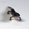 ヤマトサンショウウオ