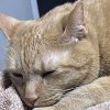 マツナガ上等飛行兵曹