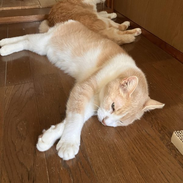 🎶オレがやめたら　バンババン誰がやるのか　バンババン&nbsp;はい〜手を動かさないと完成しないのでアッグガイ進捗〜٩( ᐛ )و肘の接続を磁石の力🧲に頼りました　笑鋼鉄にはなりません　🤣&nbsp;自分の工作する考えの無さを痛感する旧キット製作…可動とかスクラッチで作ってしまう方々をあらためてスゴいなと思うのでした(￣▽￣;)（4枚目）